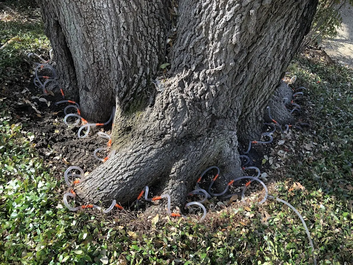 Detailed Tree Cabling and Bracing job site in Yellow Springs