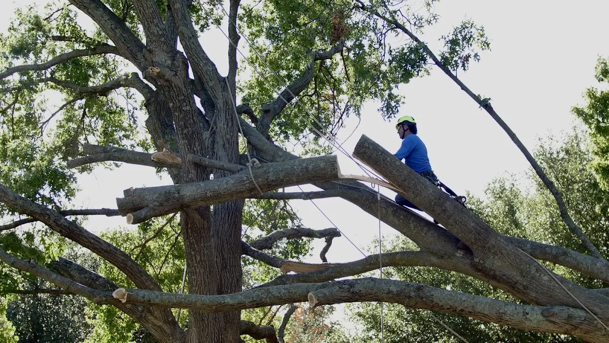 Professional Hazardous Tree Removal performed by certified arborists in Yellow Springs