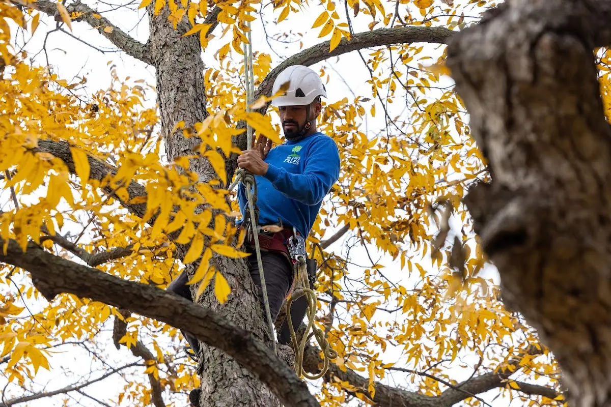 Skilled Tree Planting crew working in Yellow Springs